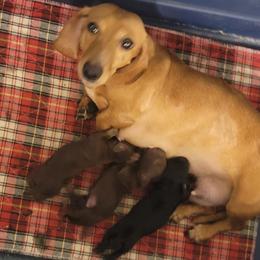 Honey - Dachshund