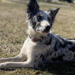 Oakley - Bordoodle