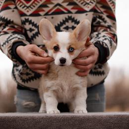 Girl 4 - Red female Pembroke Welsh Corgi puppy in La Grange, Wyoming from Merrygold Corgis