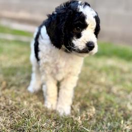 Oreo - Parti male Goldendoodle puppy in Surprise, Arizona from Arizona West Valley Goldendoodles