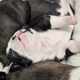 Boston Terrier and Doberman Pinscher Puppies from Diamonds In The Ruff Boston Terriers & Dobermans