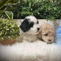 Poodles from Yessie Rodriguez