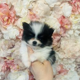 Keebler - Black and tan parti male Pomeranian puppy in Buck Valley, Pennsylvania from Buck Valley Pomeranians