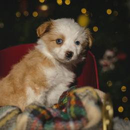 Ginny - Red female Miniature American Shepherd puppy in Sanger, California from Flying M Cactus Ranch Buddies