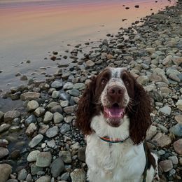 Tater Tot  - English Springer Spaniel