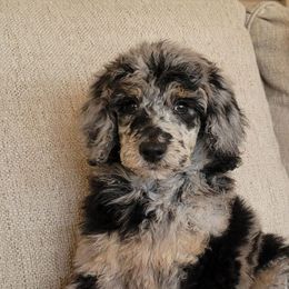 Aussiedoodles, Bernedoodles, and Goldendoodles from Farmer's Chic Doodles