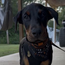 Boy 3 - Black and rust male Doberman Pinscher puppy in Vicksburg, Mississippi from Mississippi K9 Kennel