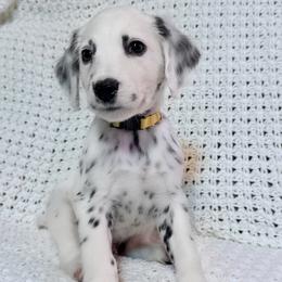 Helion - White and black male Dalmatian puppy in Jefferson, Georgia from Spotted Jewels Dalmatians