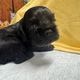 Male - Black male Cocker Spaniel puppy in Phil Campbell, Alabama from Sandra Clark's Cocker Spaniels