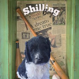 Shilling - Parti male Springerdoodle puppy in Cochise, Arizona from 64 Farm