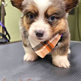 Crunch - Gray and white male American Corgi puppy in Mansfield, Ohio from Moonrise corgis