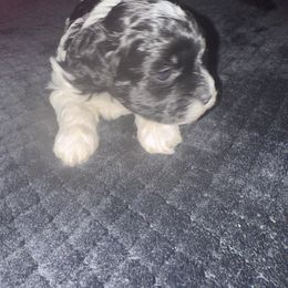 Oreo - Black and white female Shihpoo puppy in Cane Savannah, South Carolina from Dws_kennelservices