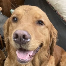 Poppy - Golden Retriever