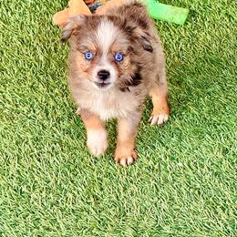 Blue female 2 - Blue merle female Toy Australian Shepherd puppy in Lemon Cove, California from Magic Ranch Mini Aussies