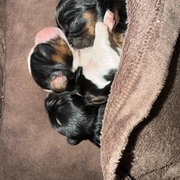 Cavalier King Charles Spaniel Puppies from 5dubs Cavaliers