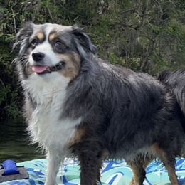 Kimber - Miniature Australian Shepherd