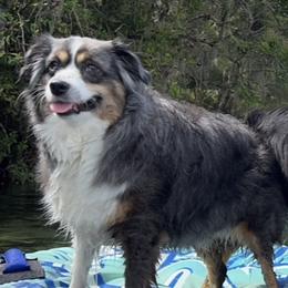 Kimber - Miniature Australian Shepherd