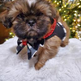 Shih Tzu Puppies from Dollface Shih Tzu