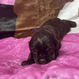 Bean (Purple collar) - Brown and tan female Cocker Spaniel puppy in Cleveland, Ohio from Buckeye Country Kennel