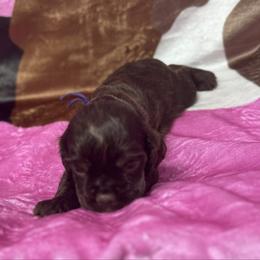 Bean (Purple collar) - Brown and tan female Cocker Spaniel puppy in Cleveland, Ohio from Buckeye Country Kennel