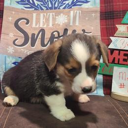 Boy 1 - Black and tan male Pembroke Welsh Corgi puppy in Portland, North Dakota from Sliding stop corgis