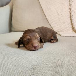 Rigatoni - Cream male Dachshund puppy in Dighton, Massachusetts from Powerdox Dachshunds