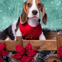 Beagles from Valley Beagles