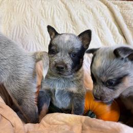 Blue boy - Blue male Australian Cattle Dog puppy in Cottage Grove, Oregon from Heirloom Ranch