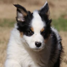 Australian Shepherds from Mtn Springs Kennels
