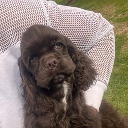 Mars (orange) - Brown male Cocker Spaniel puppy in Glastonbury, Connecticut from Hillside kennels