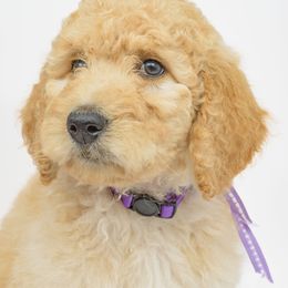 Poodle Puppies from DoodleHaven