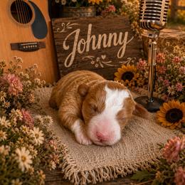 Johnny - Red  male Goldendoodle puppy in Ozark, Missouri from Halo Doodles