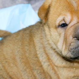 Chinese Shar-Pei from Princess Buttercup pups