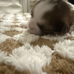 Shih Tzu Puppies from Wood Foo Breeders