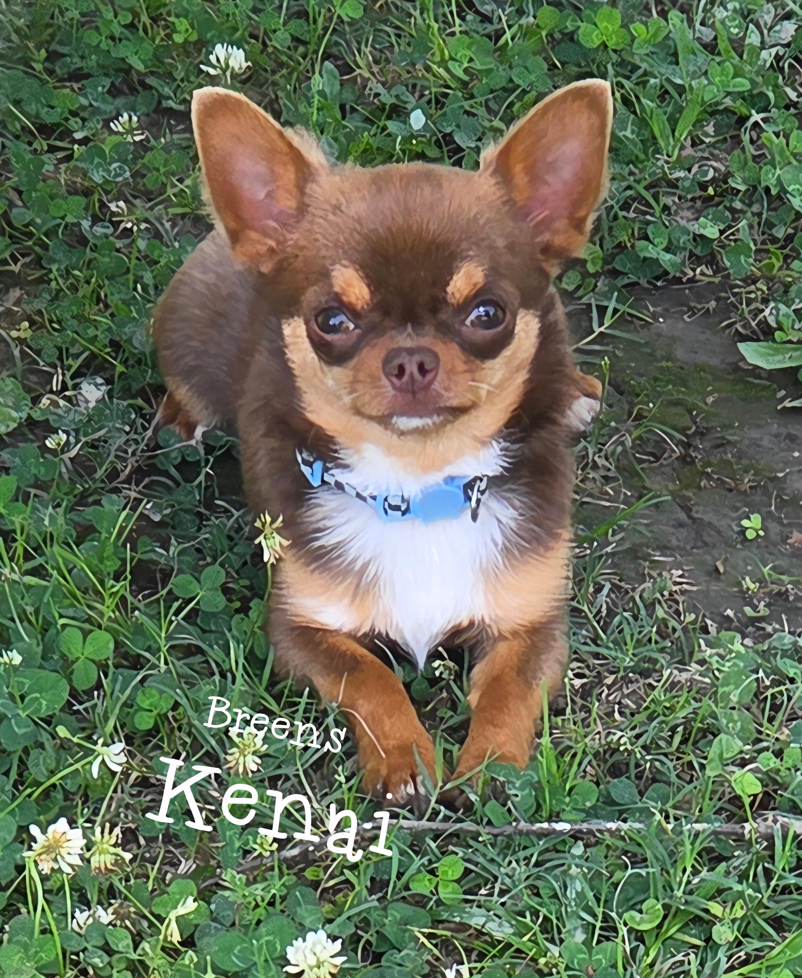 Kenai