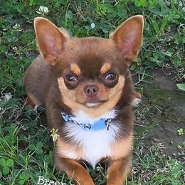 Kenai - Chihuahua
