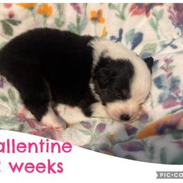 Ballentine - Black tri-color female Australian Shepherd puppy in Grand Junction, Colorado from Niyu Aussies