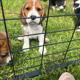 Hershey - Black tan and white female Beagle puppy in St. Cloud, Minnesota from Beagle Blessings