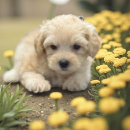 Tonka - Apricot male Maltipoo puppy in Lebanon, Kentucky from Mosaic Merle Doodles