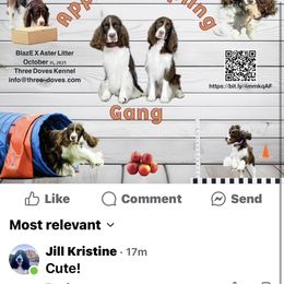 English Springer Spaniel puppies from Three Doves