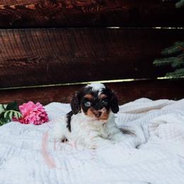 Green collar boy - Brown white and tan male Cockapoo puppy in Missoula, Montana from Big Sky Cockapoos