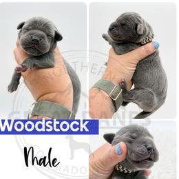 Woodstock - Blue male Great Dane puppy in Sac City, Iowa from Northern Great Danes of Colorado & Iowa
