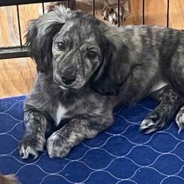 Maddy - Dachshund