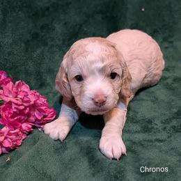 Chronos - Silver male Cockapoo puppy in Sunset, Louisiana from Cano Cockapoos