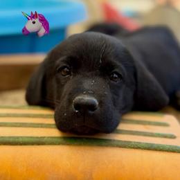 Rainbow - Black female Labrador Retriever puppy in Somerset, California from Cantina Labs and Cavs