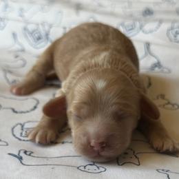 Penny - Red female Cockapoo puppy in Colorado Springs, Colorado from Garrett Doodles