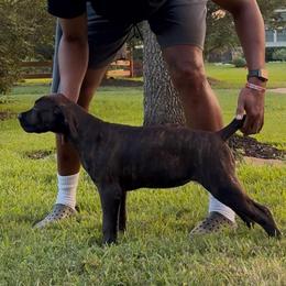 Girl 4 - Black brindle female Cane Corso puppy in Sienna, Texas from Robinson Elite Corsos