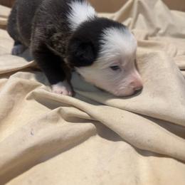Girl 2 - Seal female Border Collie puppy in Meridian, Mississippi from Border Hollow Border Collies