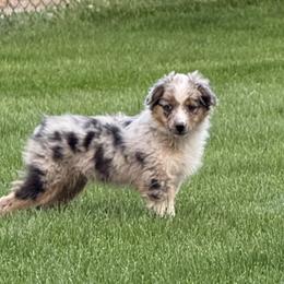 Miniature American Shepherd and Miniature Australian Shepherd Puppies from ShawnMarie Davis