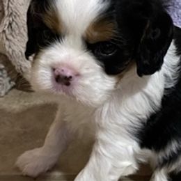 Cavalier King Charles Spaniels from Cavaliers of Royalty